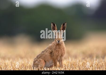 Der europäische Hase, auch Braunhase genannt, ist eine Hasenart, die in Europa und Teilen Asiens beheimatet ist. Es gehört zu den größten Hasen-Arten. Stockfoto