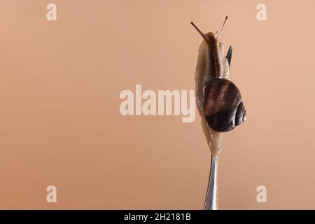 Live Schnecke auf einer Gabel Nahaufnahme. Mock up Stockfoto