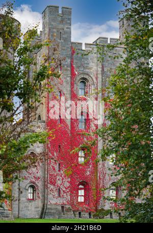 Virginia Creeper (Parthenocissus quinquefolia) klettert die Außenmauern von Penrhyn Castle, einem weitläufigen Landhaus in Llandygai Bangor Wales, Großbritannien Stockfoto