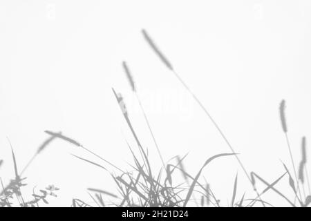 Schatten-Overlay-Effekte für das Branding. Modelle. Szenen mit natürlichem Licht. Hellgrau schattet Gras an einer weißen Wand. Banner mit Kopierbereich. Stockfoto