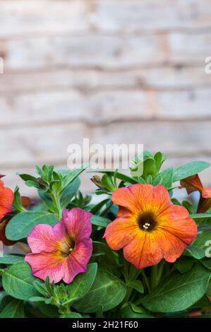 Nahaufnahme von Petchoa x hybrida BeautiCal cinnamon eine Sommer blühende buschige halbhängend halbwinterharte Staude Stockfoto