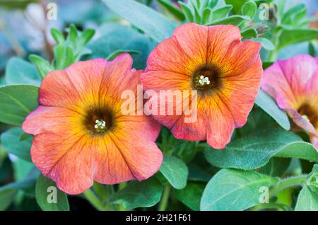 Nahaufnahme von Petchoa x hybrida BeautiCal cinnamon eine Sommer blühende buschige halbhängend halbwinterharte Staude Stockfoto