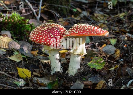 Nahaufnahme von zwei Pilzen Amanita muscaria, allgemein bekannt als Fliegenpilz oder Fliegenamanita, mit typischer hellroter Kappe, die mit weißen Flecken übersät ist. Stockfoto