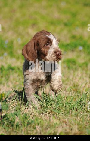 Vertikale Nahaufnahme eines typischen Jagdhundes, Spinone Italiano. Stockfoto