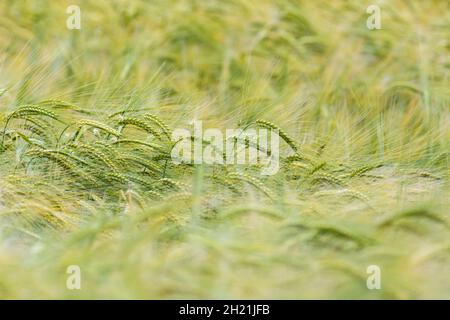 Green Fields of England Konzept. Köpfe der grünen Gerste / Hordeum vulgare wächst. Visuelle Metapher für das Konzept der Hungersnot, Ernährungssicherheit. Stockfoto