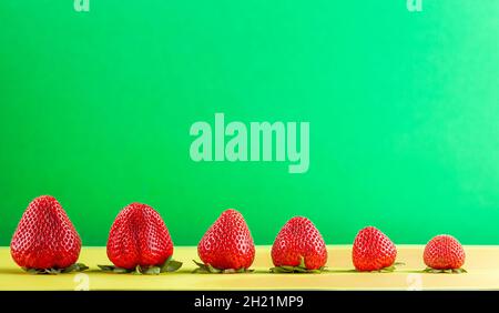 Eine Reihe reifer frischer Erdbeeren in verschiedenen Größen auf gelbem und grünem Hintergrund mit Kopierraum. Konzeptbild für hybride Obstsorten mit Stockfoto