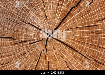 Holzhintergrundstruktur. Der gefällte Rundbaum ist in Nahaufnahme mit jährlichen radialen Ringen und Rissen aus der Mitte dargestellt. Stockfoto