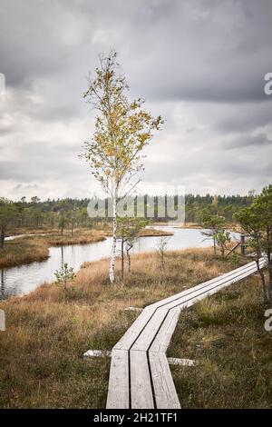 Kemeri Nationalpark in Lettland im Herbst. Holzsteg mit erhöhtem Moor. Vertikal Stockfoto