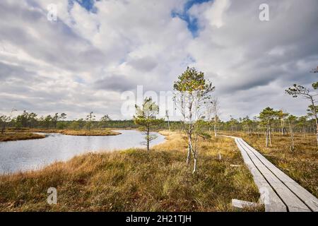 Kemeri Nationalpark in Lettland im Herbst. Holzsteg mit erhöhtem Moor. Stockfoto