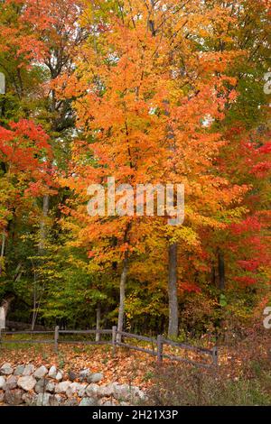 Ahornbäume in brillanter Herbstfarbe in der Nähe eines Zauns und einer Steinmauer im Norden von Minnesota Stockfoto