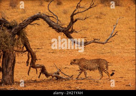 Cheetah, das schnellste Landsäugetier, das auf freiem Fuß unterwegs ist, Kgalagadi Transfontier Park, Südafrika Stockfoto