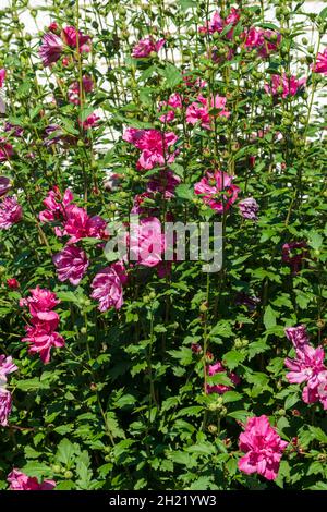 Doppelblättrige 'Lucy' Althea, Rose von Sharon, blühender Strauch im Spätsommer, Wichita, Kansas, USA. Stockfoto