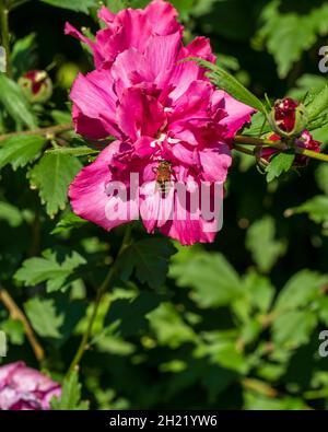 Honigbiene, APIs mellifera, sammelt Pollen von Althea, Rose of Sharon, einer tiefrosa Doppelblüte. Kansas, USA. Stockfoto