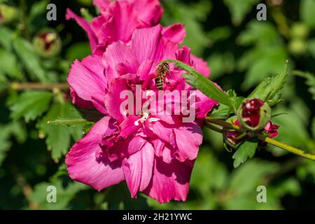 Honigbiene, APIs mellifera, sammelt Pollen von Althea, Rose of Sharon, einer tiefrosa Doppelblüte. Kansas, USA. Stockfoto