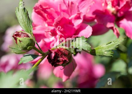 Nahaufnahme von Althea, Rose of Sharon, einer tiefrosa, doppelt blühenden Blume und Knospen. Kansas, USA. Stockfoto