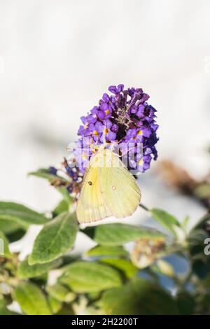 Getrübter Schwefelschmetterling, Colias philodice, Nektarierung auf Buddleja davidii, Schmetterlingsbusch blüht. Kansas, USA. Stockfoto