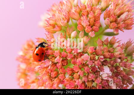 Kleine Marienkäfer klettert auf schöne Blume Stockfoto