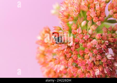Schöne Blume und kleiner Marienkäfer auf farbigem Hintergrund, Nahaufnahme Stockfoto