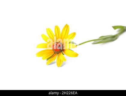 Schöne Blume und Marienkäfer auf weißem Hintergrund Stockfoto