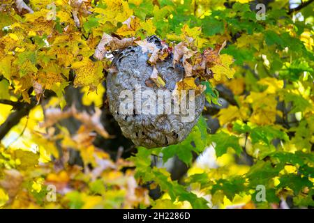 Verlassene Hornisten auf einem Baum im Park Stockfoto
