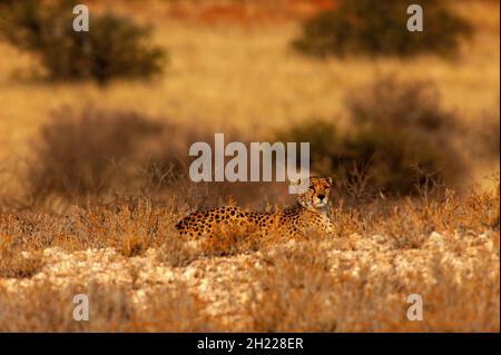 Cheetah, das schnellste Landsäugetier, das auf freiem Fuß unterwegs ist, Kgalagadi Transfontier Park, Südafrika Stockfoto