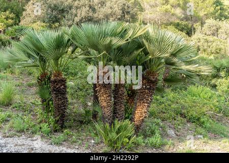 Chamaerops Palmen in einem Wald Stockfoto