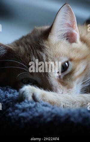 Nahaufnahme einer orangen Tabby-Katze, die mit der Pfote über dem Gesicht ruht, ein Auge in weichem Licht sichtbar, ruhiger und intimer Moment. Stockfoto
