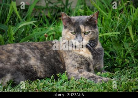 Eine verdünnte Calico-Katze, die draußen im Gras liegt und auf die Kamera schaut. Stockfoto