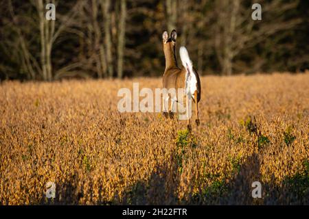 Weißschwanzhirsche (odocoileus virginianus), die im Herbst horizontal in einem Sojabohnenfeld in Wisconsin laufen Stockfoto