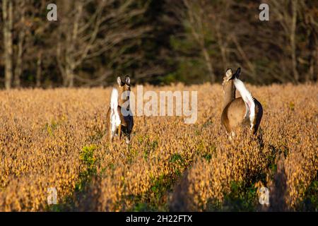 Weißschwanzhirsch (odocoileus virginianus), der im Herbst in einem Sojabohnenfeld in Wisconsin läuft, horizontal Stockfoto