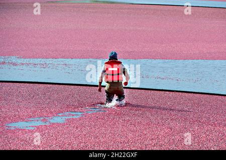 Richmond, Kanada. Oktober 2021. Ein Landwirt erntet Preiselbeeren auf den wasserbemundeten Feldern von Richmond, Kanada, 19. Oktober 2021. Quelle: Andrew Soong/Xinhua/Alamy Live News Stockfoto