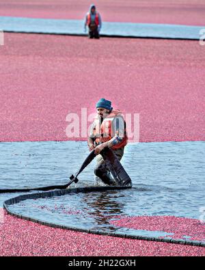 Richmond, Kanada. Oktober 2021. Die Bauern ernten Preiselbeeren auf den wasserbemundeten Feldern von Richmond, Kanada, 19. Oktober 2021. Quelle: Andrew Soong/Xinhua/Alamy Live News Stockfoto