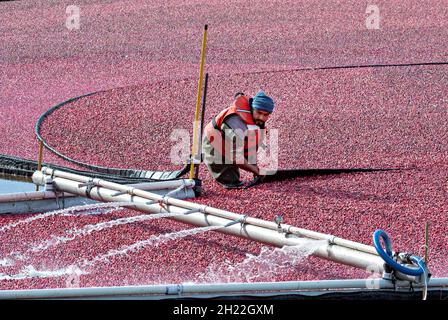 Richmond, Kanada. Oktober 2021. Ein Landwirt erntet Preiselbeeren auf den wasserbemundeten Feldern von Richmond, Kanada, 19. Oktober 2021. Quelle: Andrew Soong/Xinhua/Alamy Live News Stockfoto