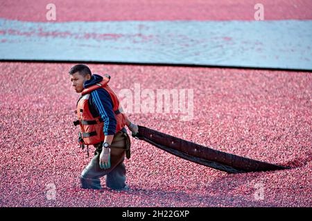 Richmond, Kanada. Oktober 2021. Ein Landwirt erntet Preiselbeeren auf den wasserbemundeten Feldern von Richmond, Kanada, 19. Oktober 2021. Quelle: Andrew Soong/Xinhua/Alamy Live News Stockfoto