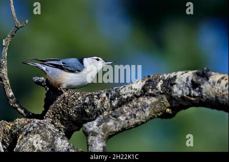 Ein weißreihiger Nuthatch-Vogel 'Sitta carolinensis', der an einem toten Baumzweig im ländlichen Alberta, Kanada, entlang geht. Stockfoto