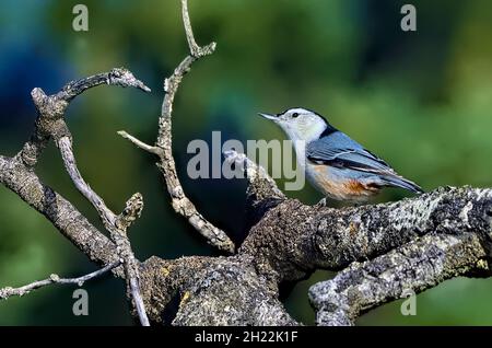 Ein weißreihiger Nuthatch-Vogel 'Sitta carolinensis', der an einem toten Baumzweig im ländlichen Alberta, Kanada, entlang geht. Stockfoto