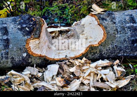 Ein großer Espenbaum, der von Bibern abgeschlagen und gekaut wurde, um ihn an der Biberpromenade in Hinton Alberta, Kanada, beweglicher zu machen. Stockfoto