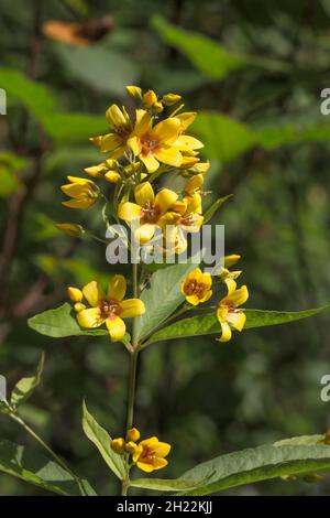 Gewöhnlicher Gelbfieber (Lysimachia vulgaris)-Blütenstand, Baden-Württemberg, Deutschland Stockfoto