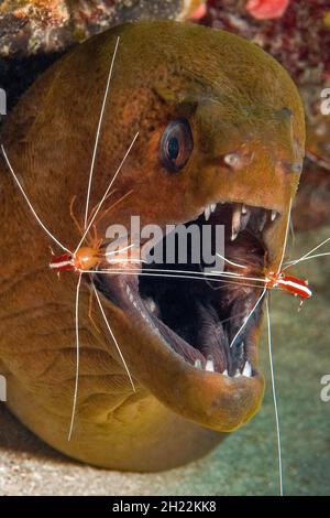 Nahaufnahme, Kopf einer Riesenmoräne (Gymnothorax javanicus) öffnet den Mund für zwei weißgebänderte sauberer Garnelen (Lysmata amboinensis), Pazifischer Ozean, Palau Stockfoto