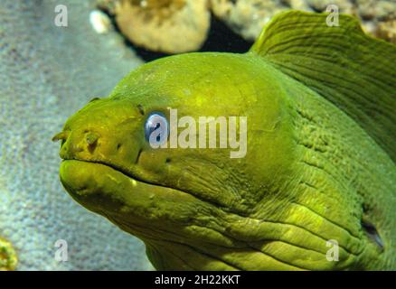 Grünmoräne (Gymnothorax funebris), Karibik, Bahamas Stockfoto