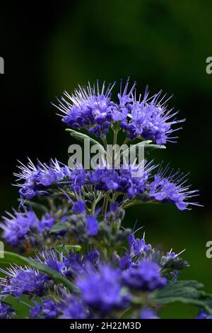 Blühende Bartblume, Sorte 'Grand Blue', Caryopteris clandonensis Stockfoto