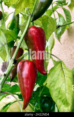 Reife, spitze Paprika (Capsicum annuum) auf dem Busch Stockfoto