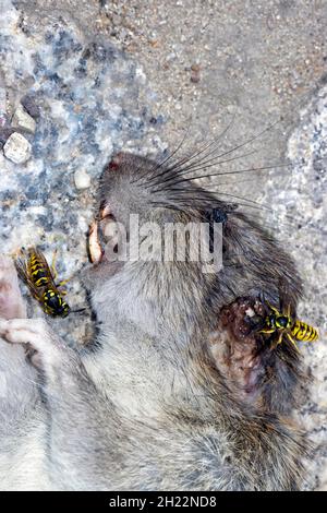 Toter Rattus liegt mit Wespen auf der Straße, Berlin, Deutschland Stockfoto