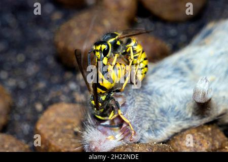 Zwei Wespen (Vespinen) kämpfen um eine tote Hausmaus (Mus musculus) Stockfoto