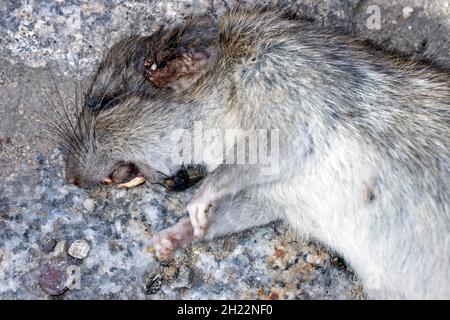 Toter Ratt (Rattus) liegt mit einer Fliege auf der Straße, Berlin, Deutschland Stockfoto