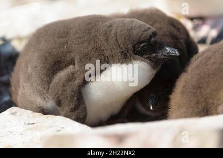 Sealion Island, Rockhopper Pinguin (Eudytes chrysocome), Küken, Falkland Islands, Großbritannien Stockfoto