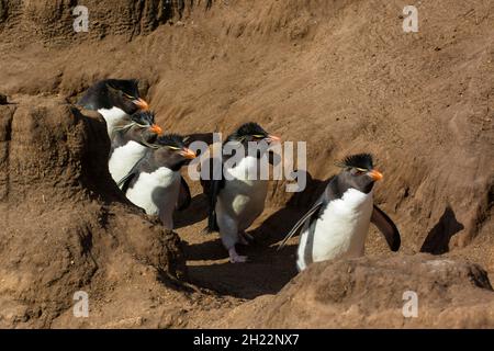 Saunders Island, Southern Rockhopper Penguins (Eudytes chrysocome), Falkland Islands, Großbritannien Stockfoto