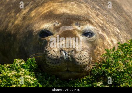 Sealion Island, Southern Elephant Seal (Mirounga leonina), Falkland Islands, Großbritannien Stockfoto