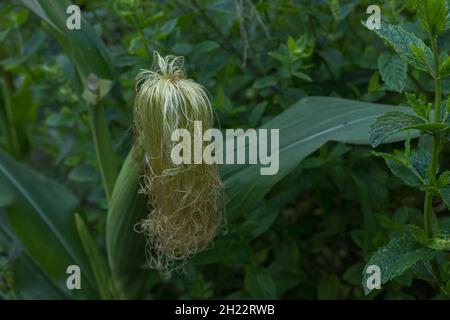 Maiskolben mit Seide wächst im Sommer auf der Pflanze im Freien Stockfoto