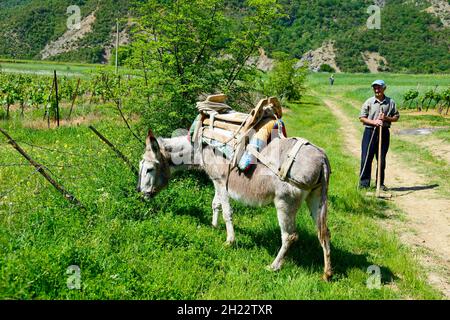 Maultier mit Packsattel, Kaluth, Südalbanien, Albanien Stockfoto